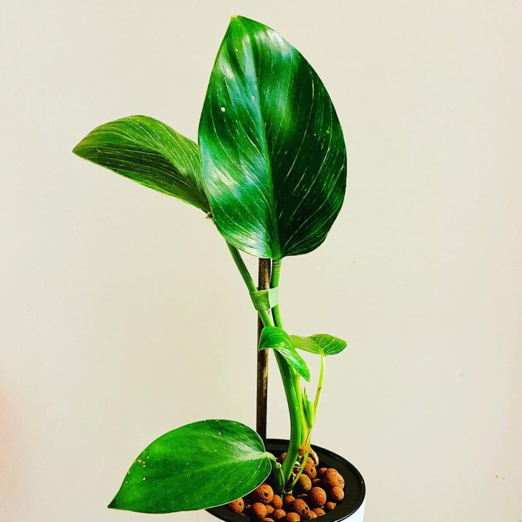 Houseplants for Beginners - VELCRO® Brand Garden Ties