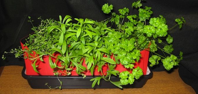 Seed Pots