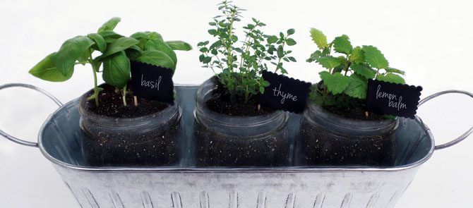 Herb Garden