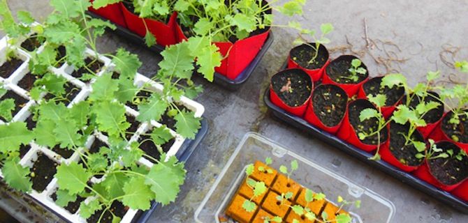 Seed Pots