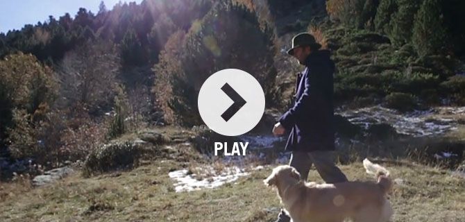 Dog waling in the woods