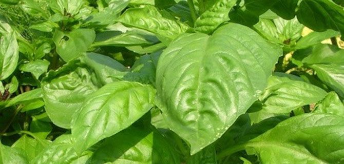 Basil