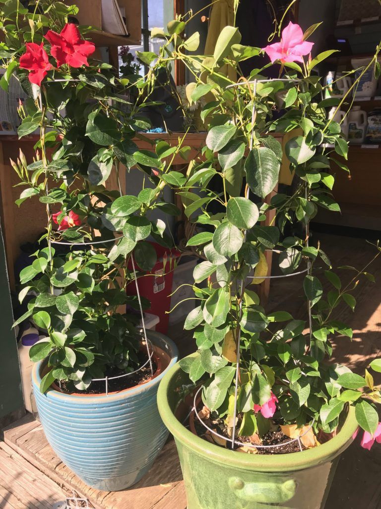 Climbing Plants