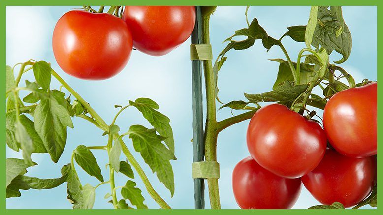 consumer products garden