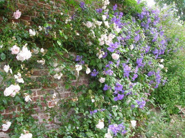 Climbing Plants