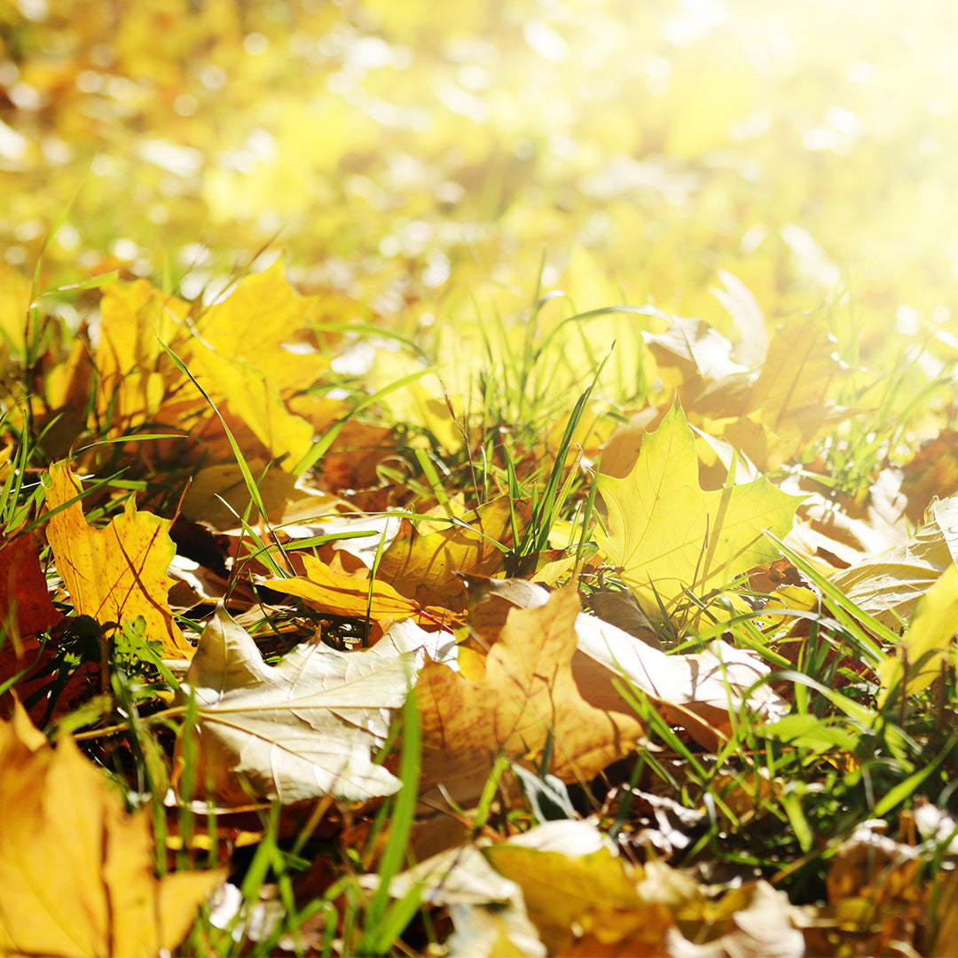 Fallen Leaves
