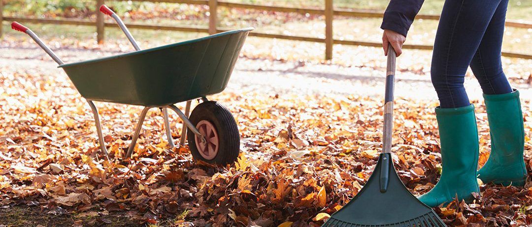 Fallen Leaves