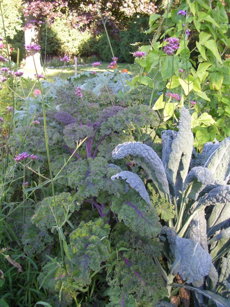 Fall Greens Kale