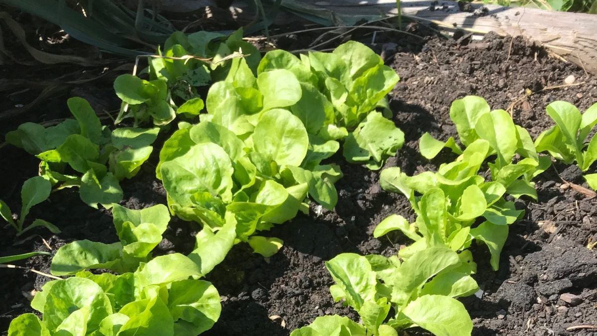 Fall Lettuce