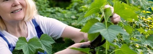 August Gardening Jobs