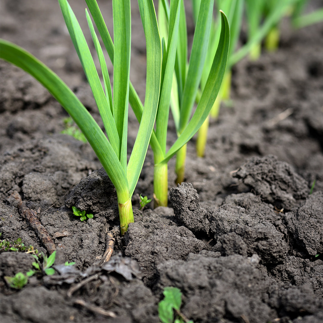 October Gardening Jobs - October Plant