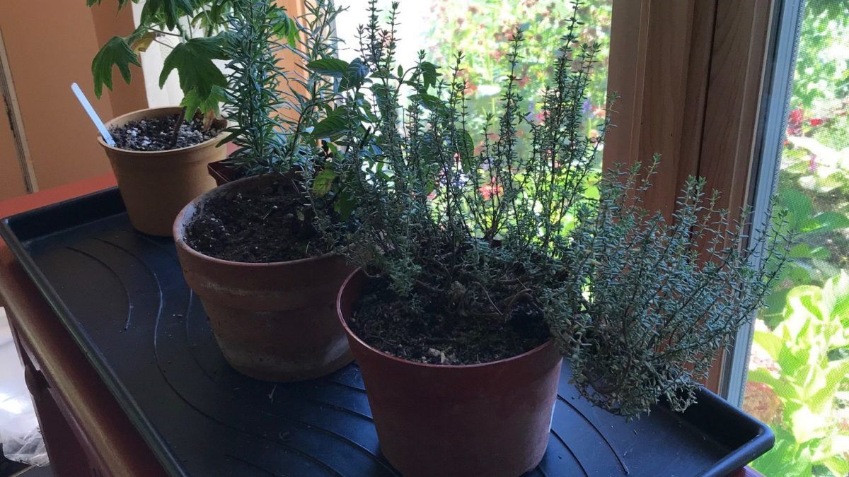 Indoor Herbs