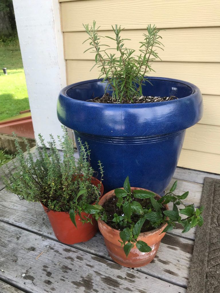Indoor Herb Gardening