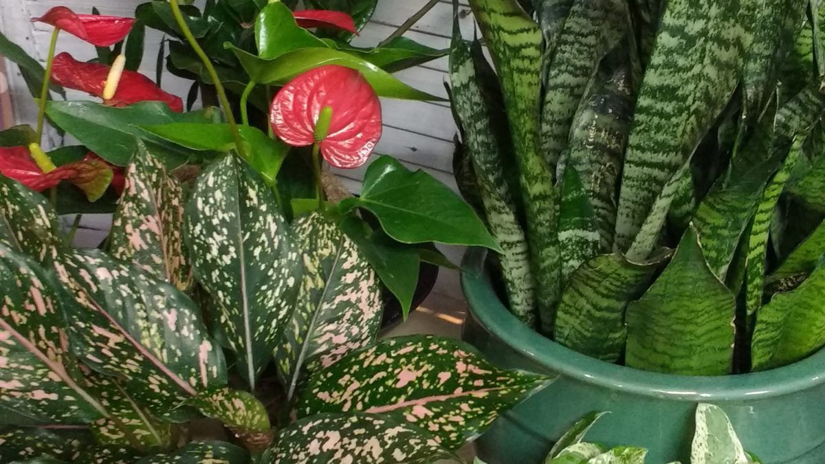 Houseplants
