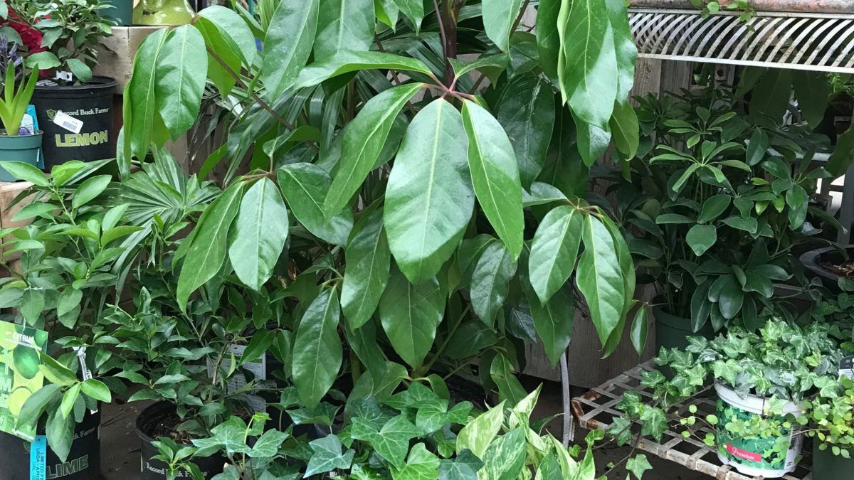 Houseplant Collections