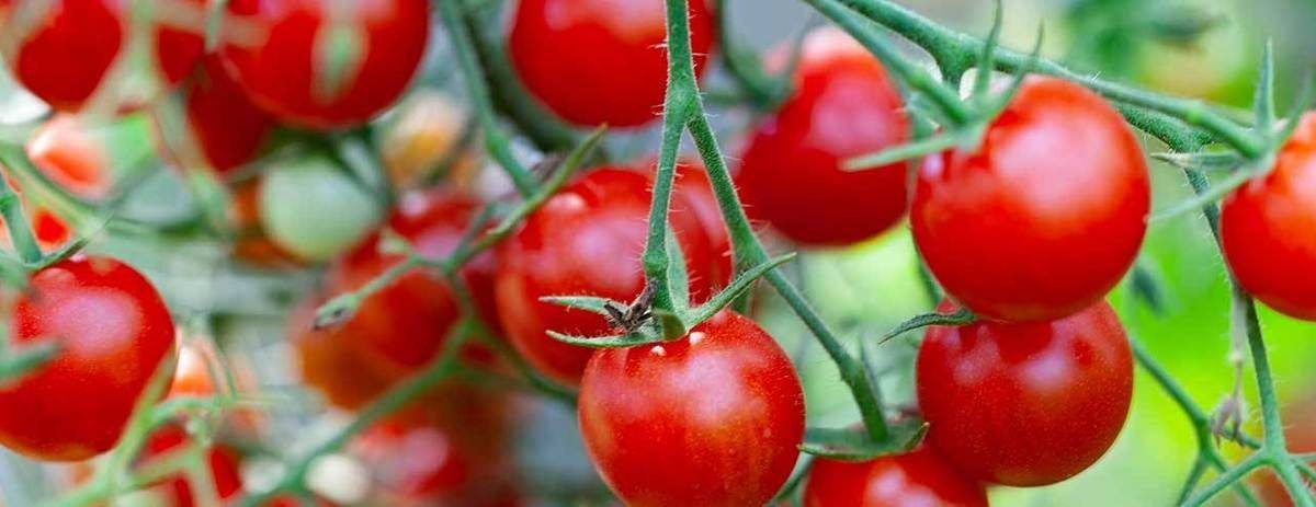 How to tie up tomato plants
