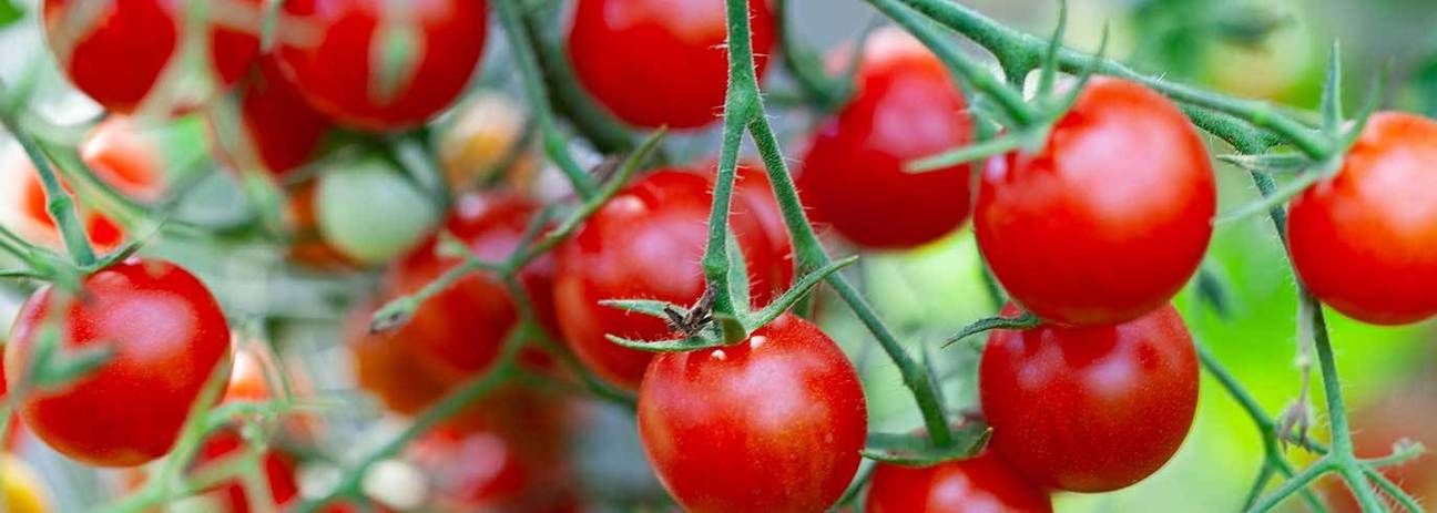 How to tie up tomato plants