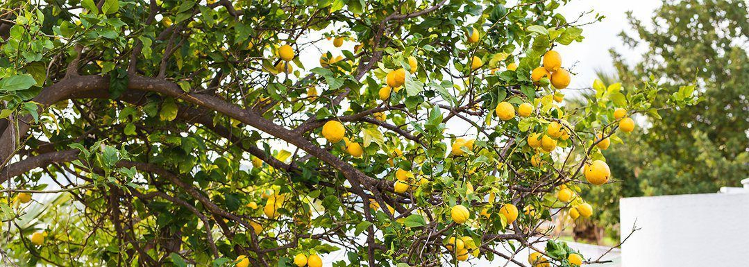 Citrus Plant