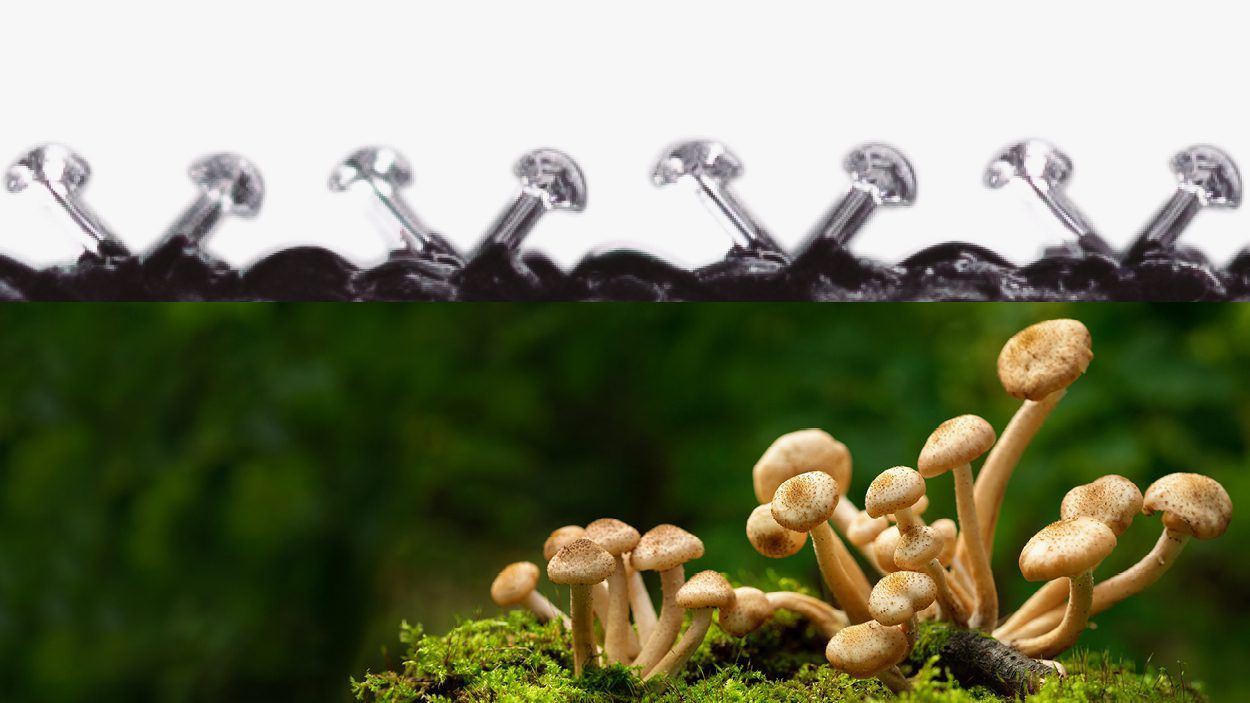 VELCRO® Brand Technology - biomimicry