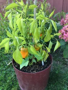 Pepper in Container
