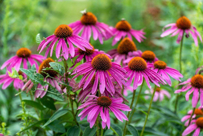 what to plant in September - black eyed Susan