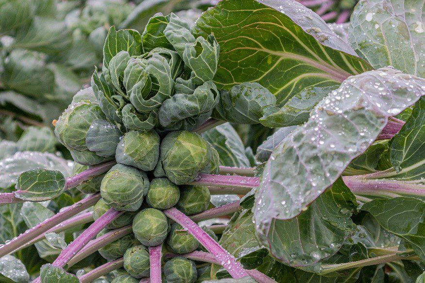 What to plant in September Brussel sprouts