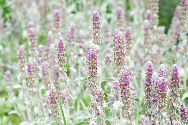 what to plant in September lamb’s ear
