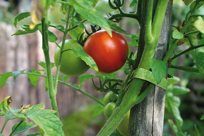 What to plant in September VELCRO Brand Garden Ties