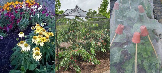 Plant Protection