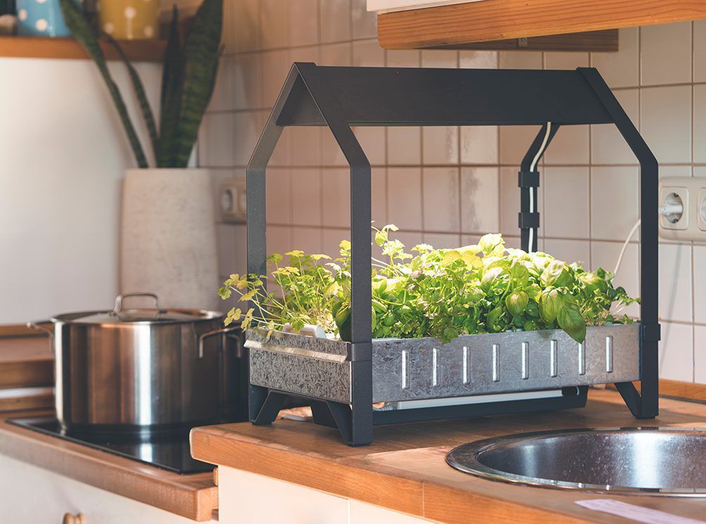 How to Grow Hydroponics for Beginners