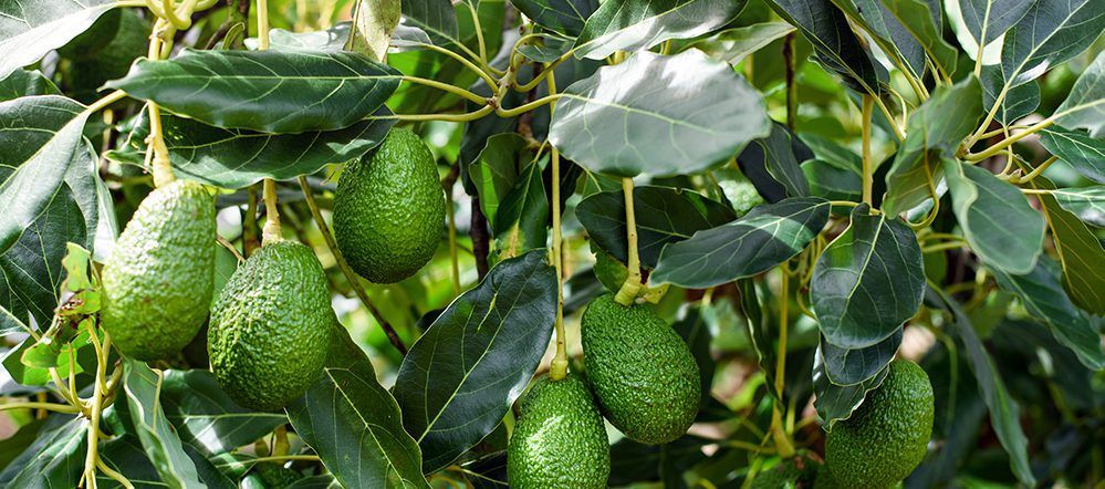 How to grow an avocado