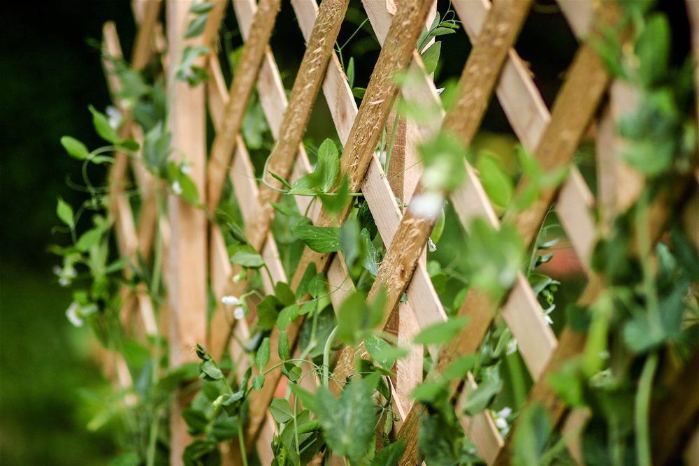 Snap peas growing along a wooden trellis.