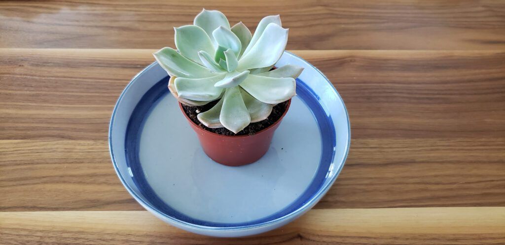 Houseplants for Beginners: bottom up Watering