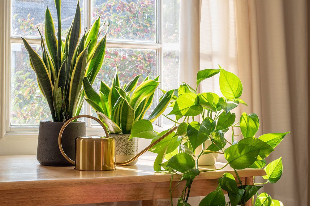 Houseplants for Beginners