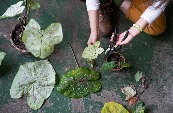 Houseplants for Beginners - pruning