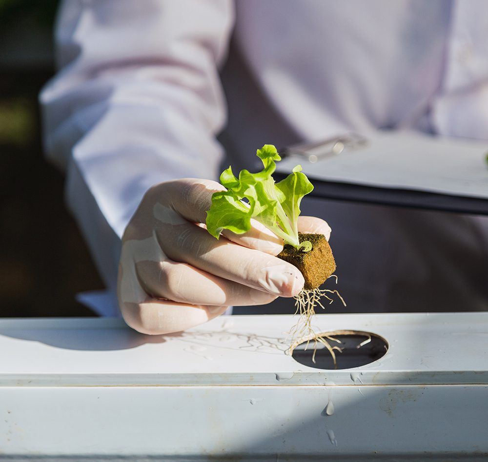 How to Grow Hydroponics for Beginners - substrates