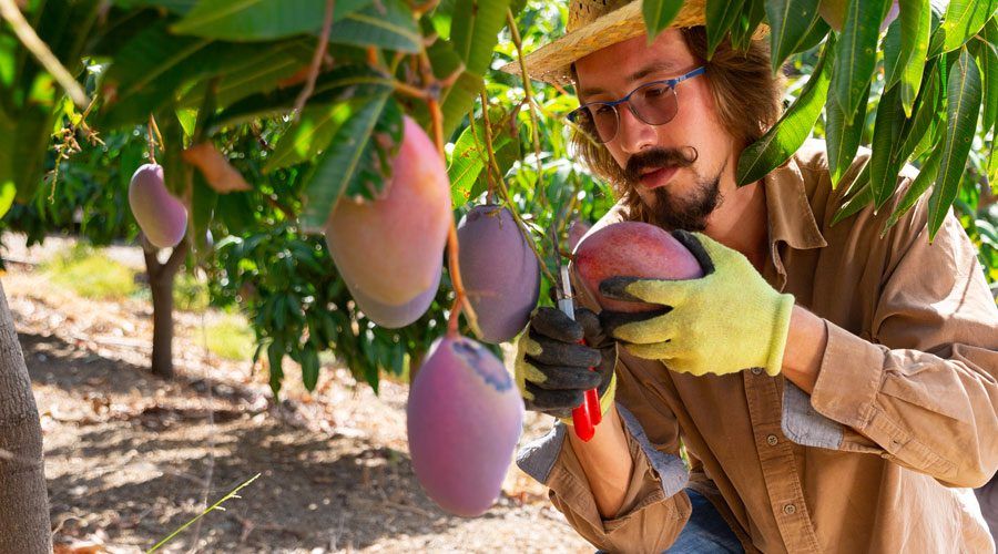 Man in hat picking mangoes on a grove.