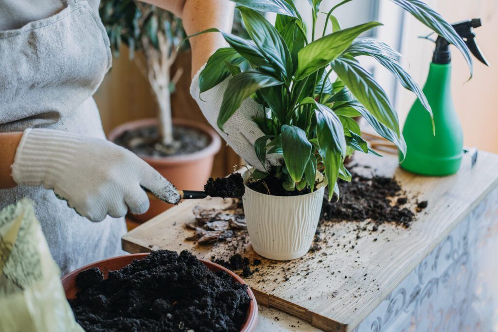 Houseplants for Beginners - fertilizing