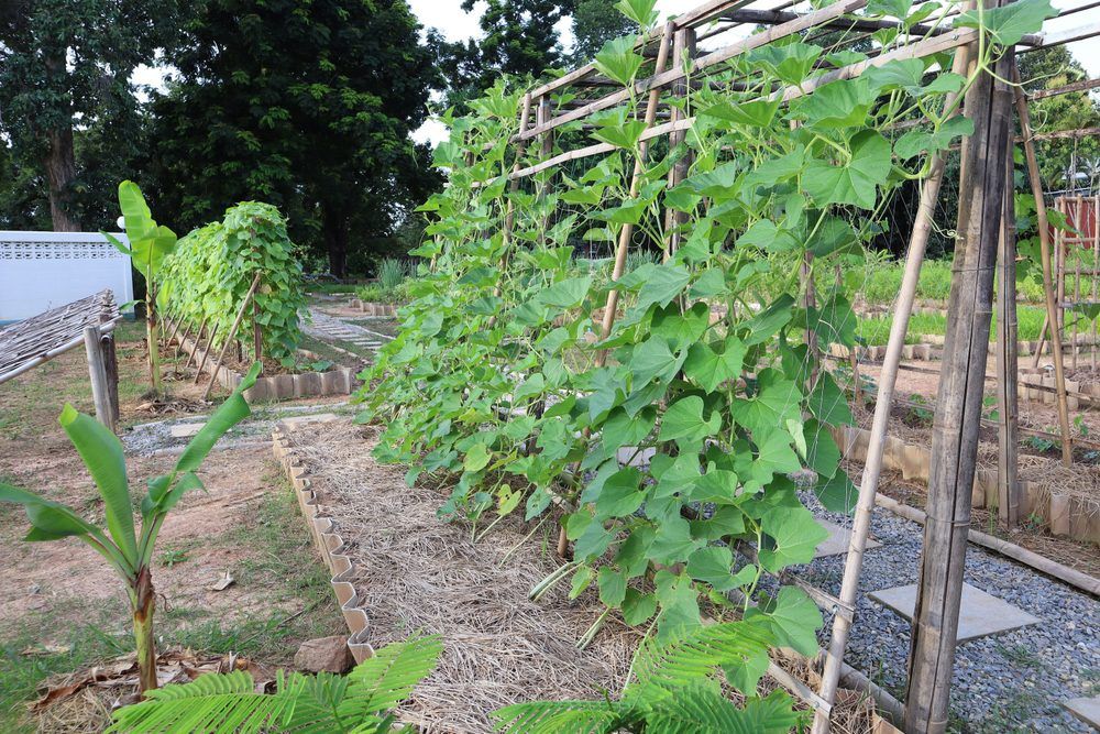 Zucchini growing vertically up a trellis