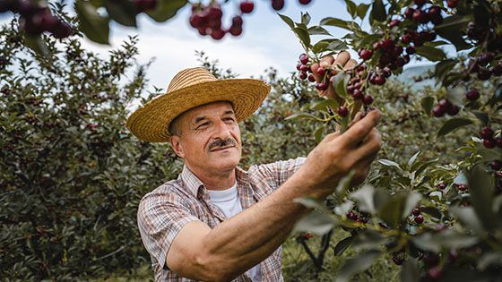 Man on a cherry grove picking fruit.