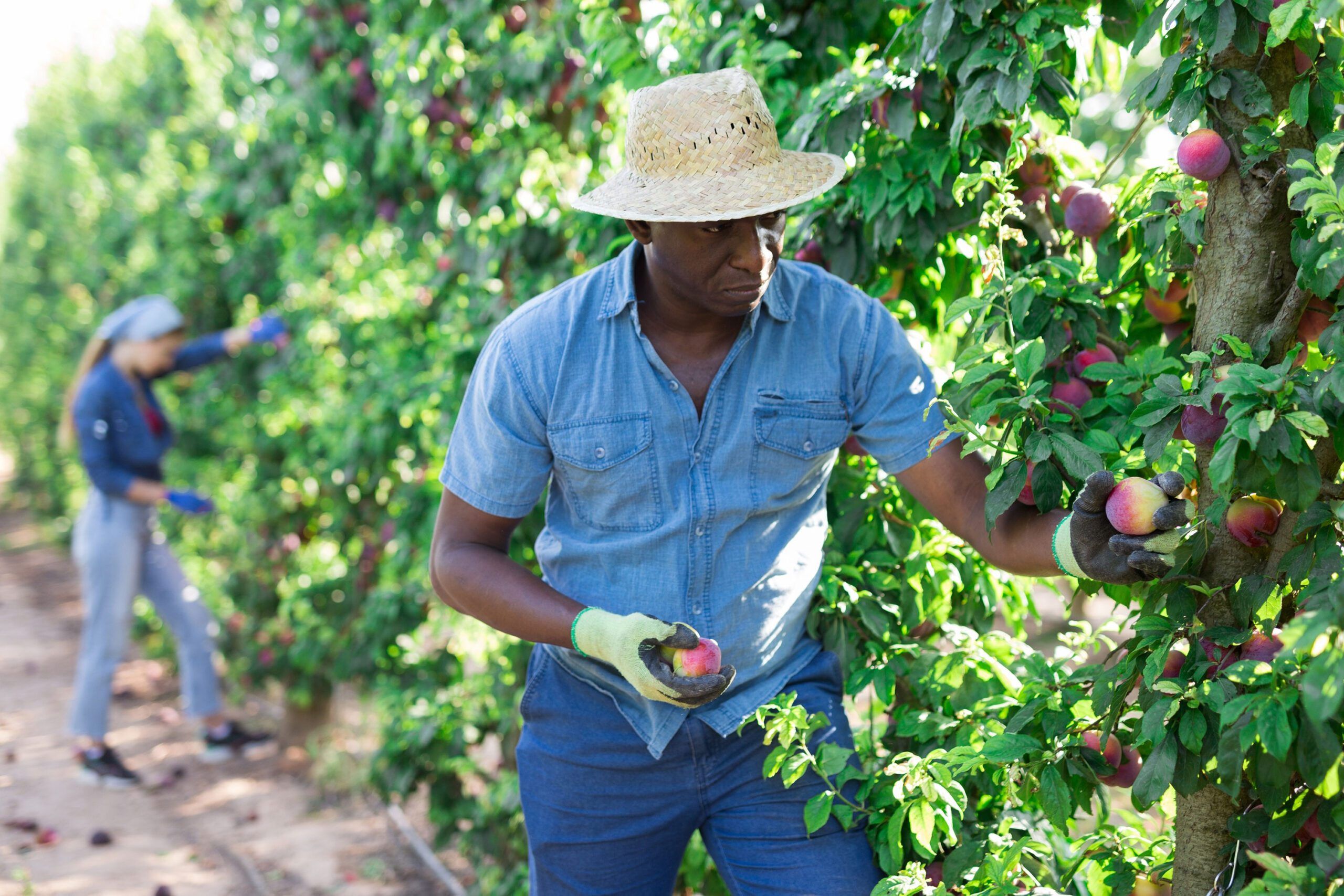 Man picking nectarines on a grove.