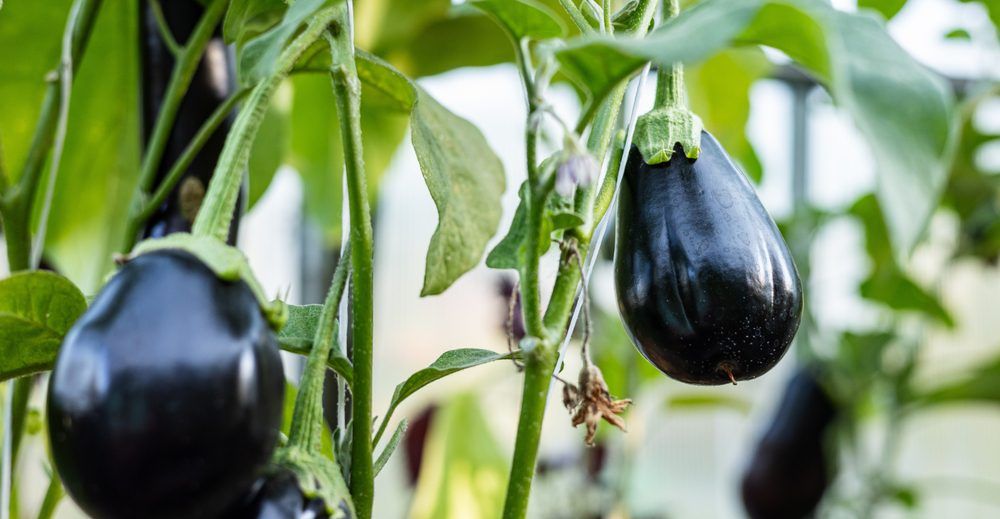 Eggplants grown upwards in a vertical vegetable garden