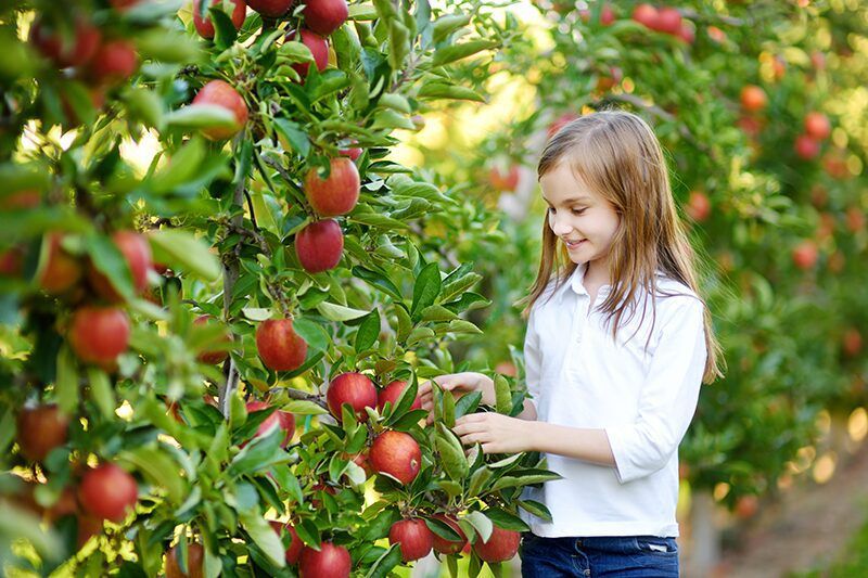 Plant Bare Root Fruit Trees