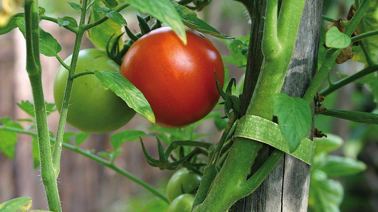 VELCRO® Brand gardening plant ties staking a tomato plant.