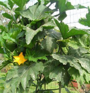 Climbing Plants