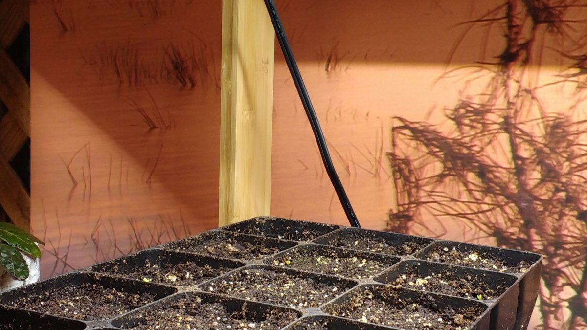 Simple Seed Strating