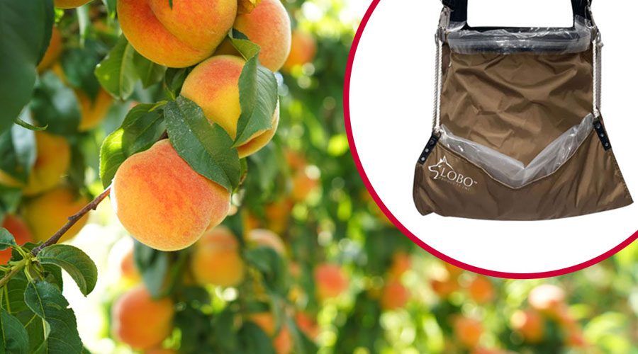 LOBO™ fruit picking bag with VELCRO® Brand picking bag liner and peaches.