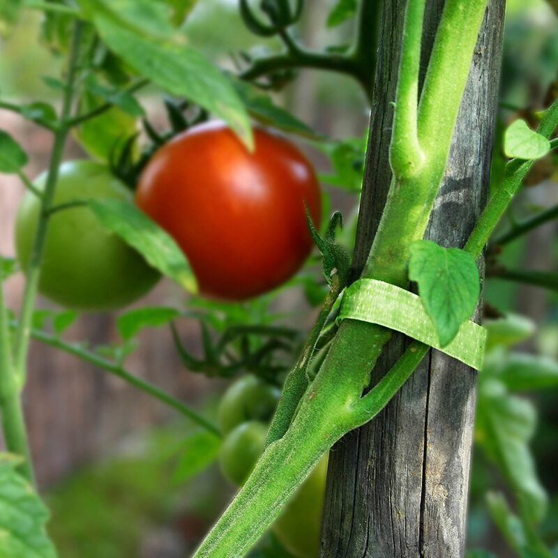 Tomatoes