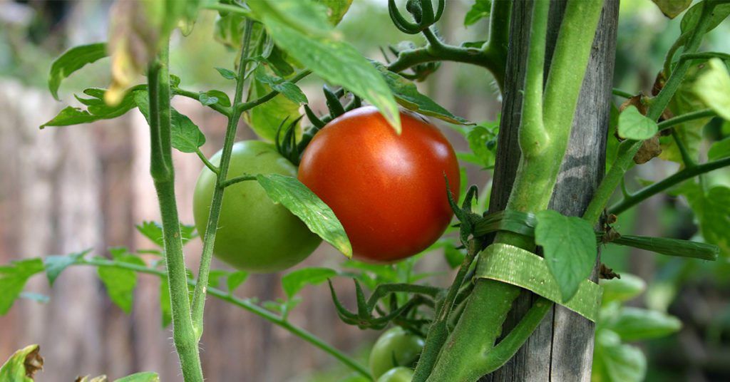 How to grow tomatoes with the proper support