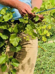 Climbing Plants